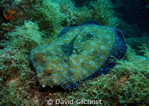 Peacock Flounder on the reef at Alice in Wonderland site,... by David Gilchrist 